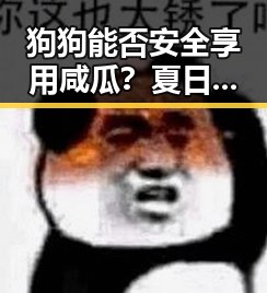 狗狗能否安全享用咸瓜？夏日宠物小百科