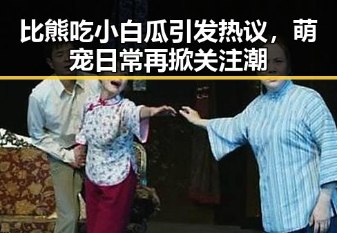 比熊吃小白瓜引发热议，萌宠日常再掀关注潮